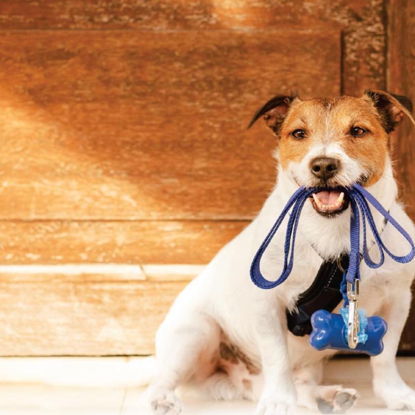 Cute puppy with leash in mouth