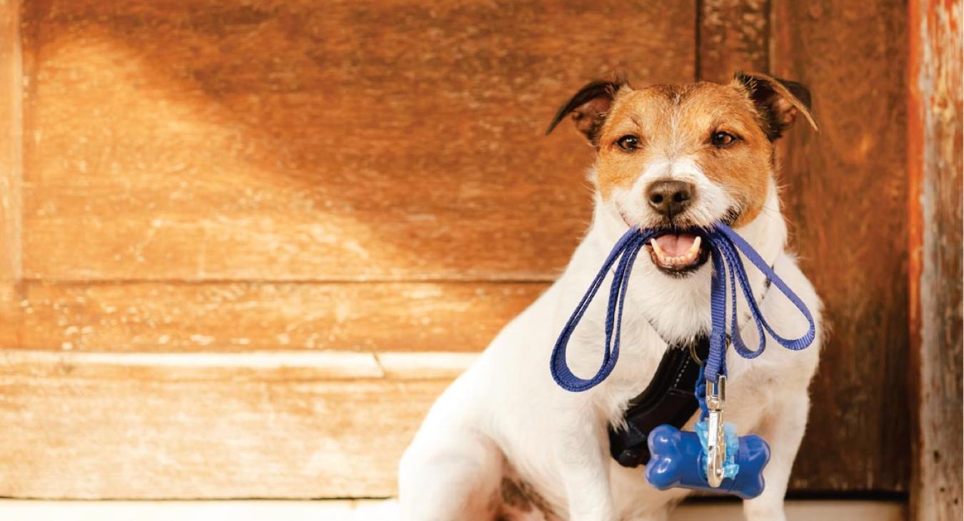 Cute puppy with leash in mouth